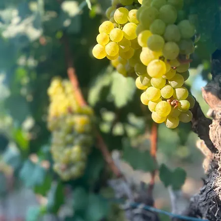 Vineyard Bed & Breakfast 2*